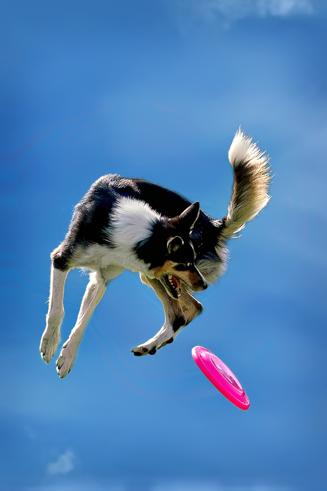 Hunde-Frisbee-WM St. Gallen, 2022
