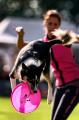 Hunde-Frisbee-WM St. Gallen, 2022