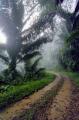 Dschungel-Nebel