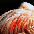 Flamingoblick